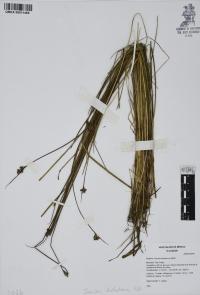 Juncus dichotomus image